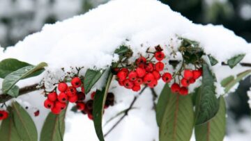 Kış mevsimine dayanıklı bitkiler