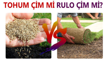 Tohum çim mi yoksa rulo çim mi kullanmalıyım?